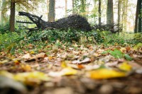 Fête des feuilles 2012 à Lyon