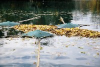Fête des feuilles 2012 à Lyon