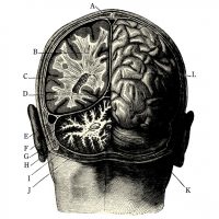 Cerveau - Crâne