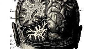 Cerveau - Crâne