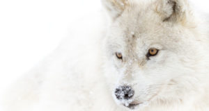 Arctic wolf (Canis lupus arctos) - Loup