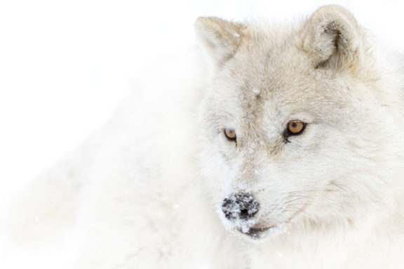 Arctic wolf (Canis lupus arctos) - Loup